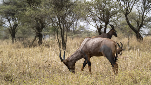 0112-tanzanie-2022.jpg