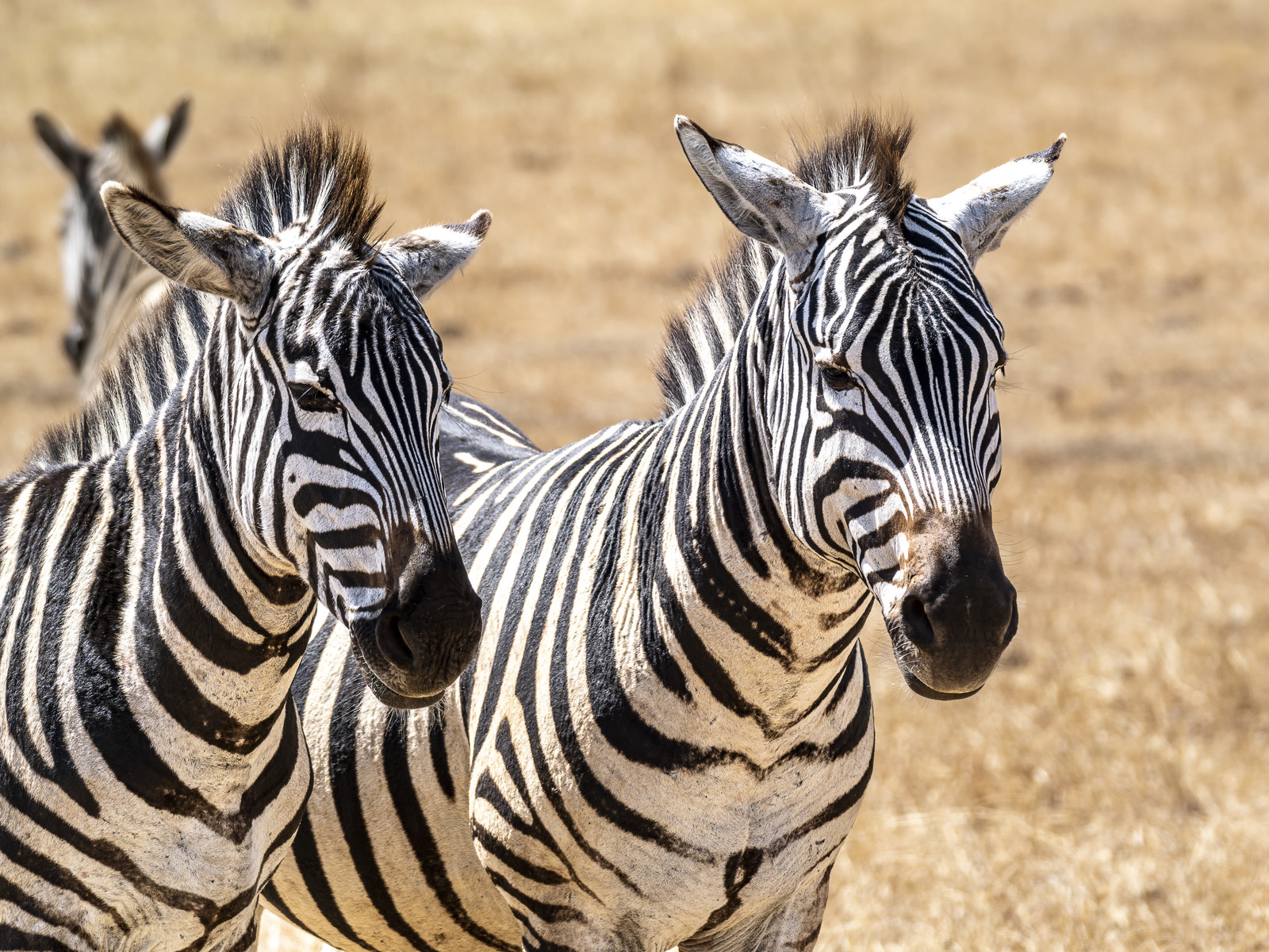 0068-tanzanie-2022.jpg