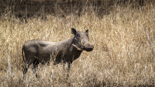 0114-tanzanie-2022.jpg