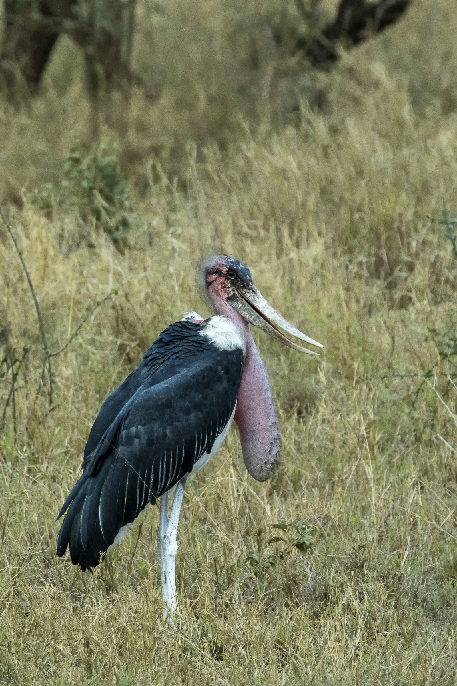 0094-tanzanie-2022.jpg