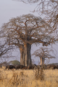 0003-tanzanie-2022.jpg